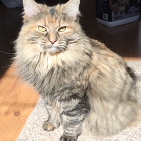 Fundraising Page: Moe PAC Alumni